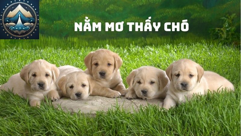 Nằm mơ thấy chó