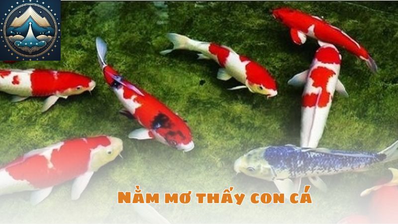 Nằm mơ thấy con cá