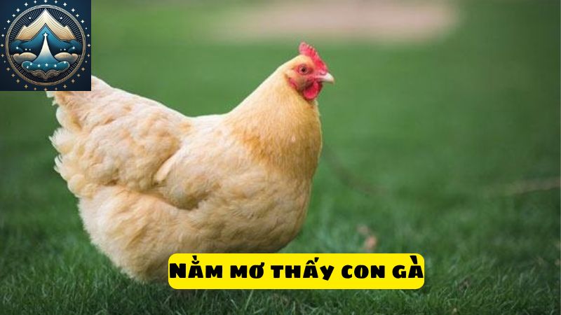 Nằm mơ thấy con gà có ý nghĩa gì?