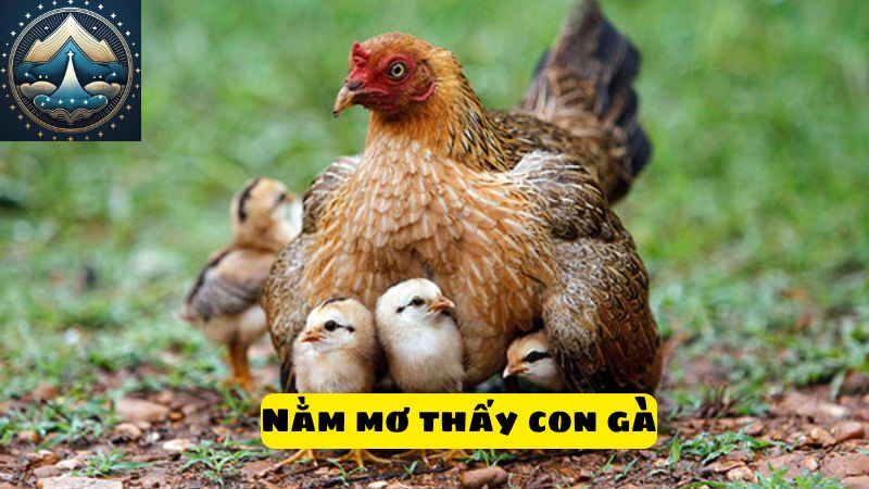 Nằm mơ thấy con gà 