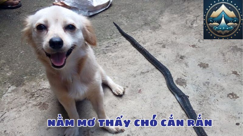 nằm mơ thấy chó cắn rắn 