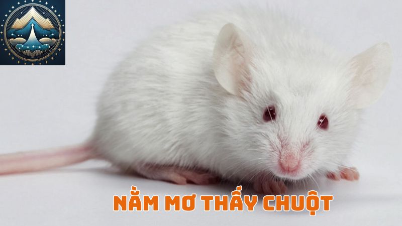 Nằm mơ thấy chuột