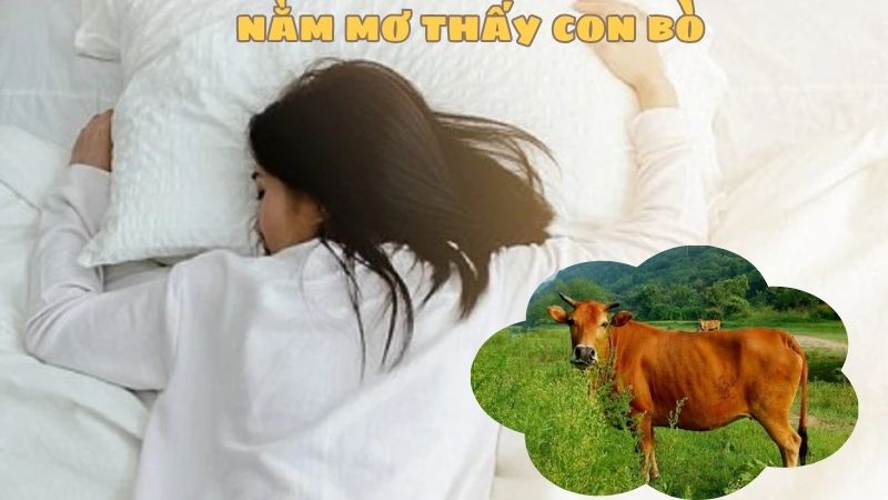 Khám phá ý nghĩa nằm mơ thấy con bò